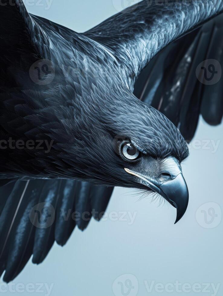 Majestic black eagle soaring diagonally in high detail wildlife portrait photo