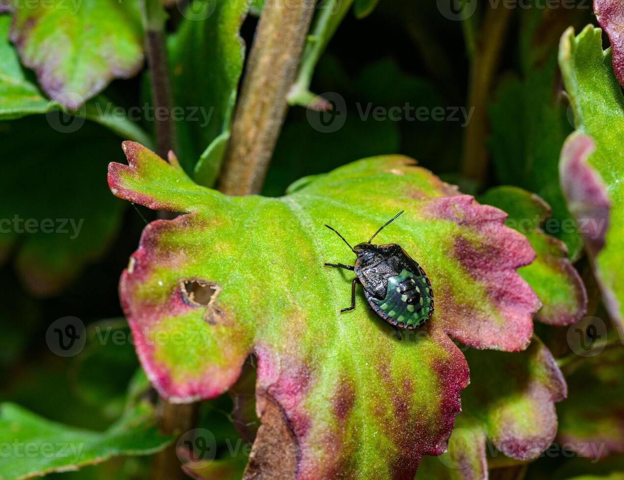 Southern green shield bug, Nezara viridula larva, young bug on a green leaf in the garden, Ukraine photo
