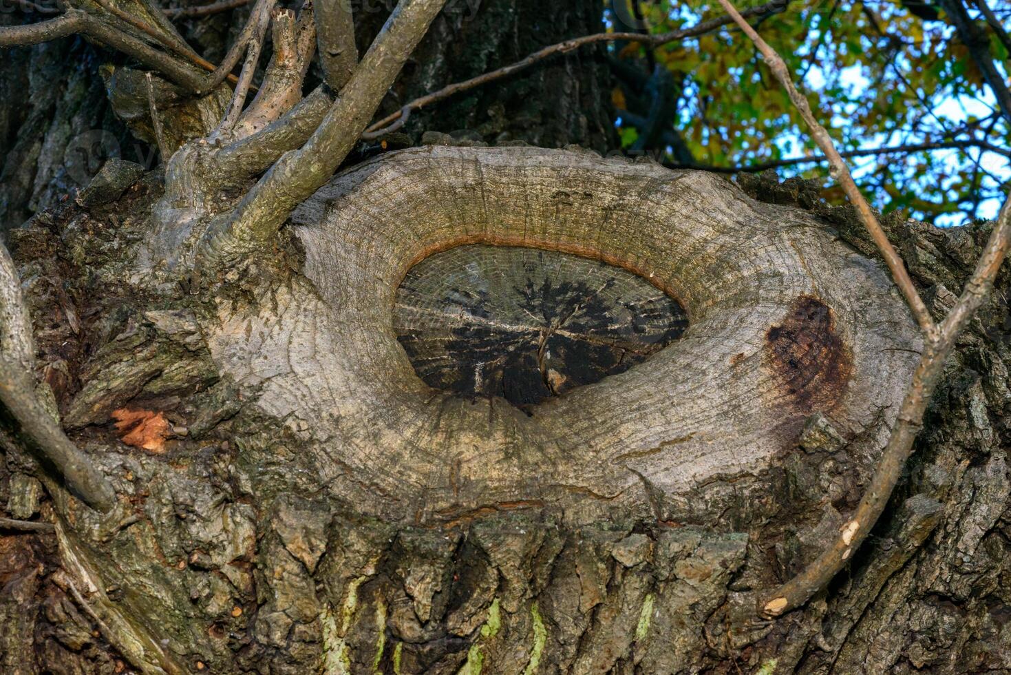 Overgrown cut of a branch on the trunk of an old tree photo