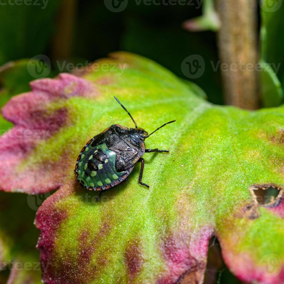 Southern green shield bug, Nezara viridula - larva, young bug on a green leaf in the garden, Ukraine. photo