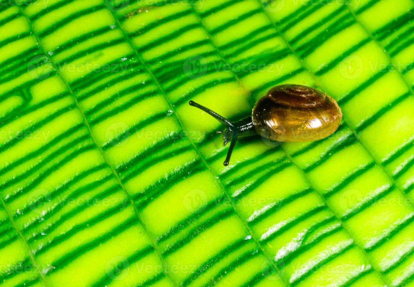 Oxychilus translucidus Stylommatophora, Zonitidae - small mollusk with a transparent yellow shell on a green leaf of a plant photo