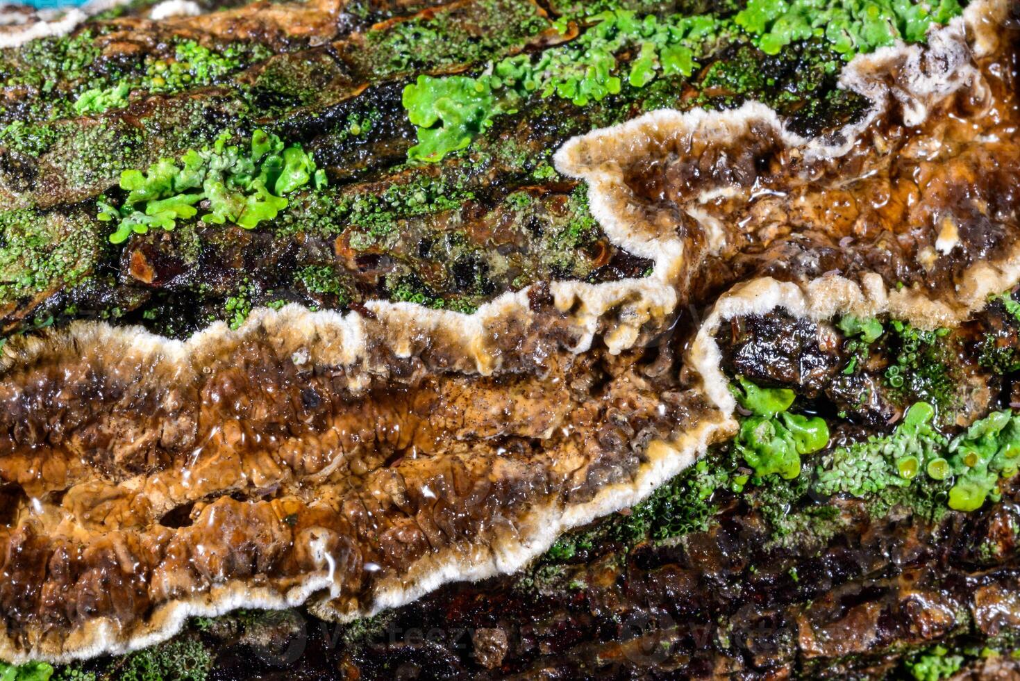 Cylindrobasidium evolvens - saprotrophic crust fungus on a rotten tree branch photo