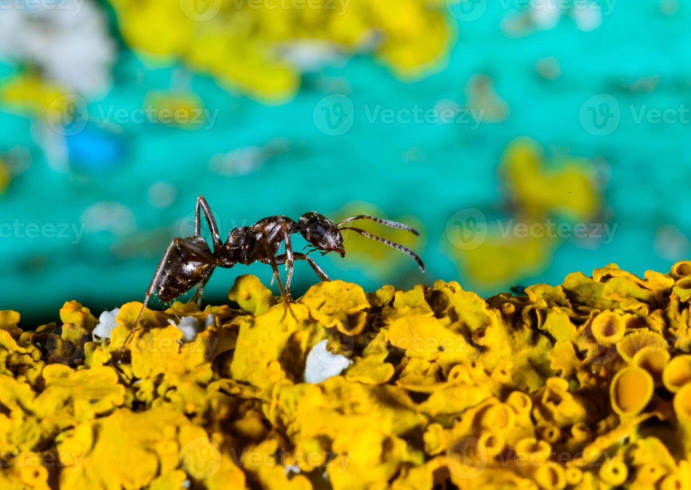 Formica fusca, ant on coastal lichen in the garden in autumn, Ukraine photo