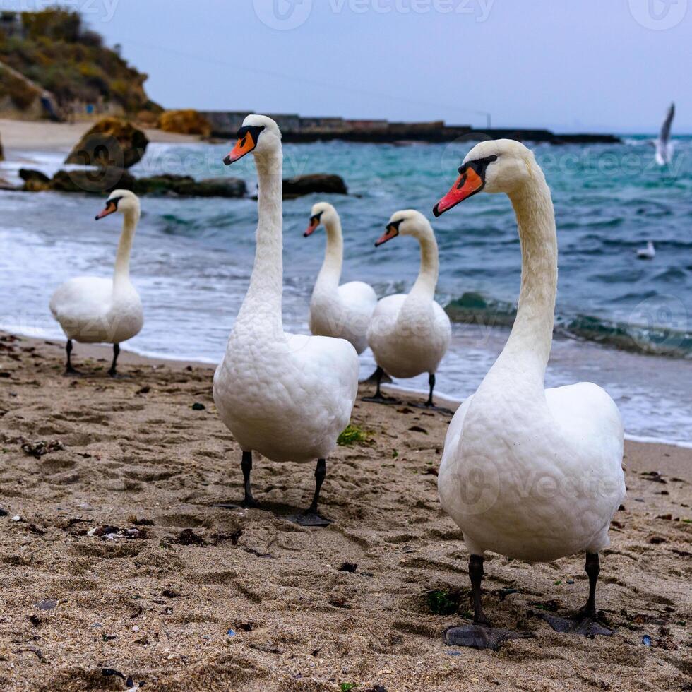 The mute swan Cygnus olor, group of adult white swans resting on sandy shore of Black Sea. photo