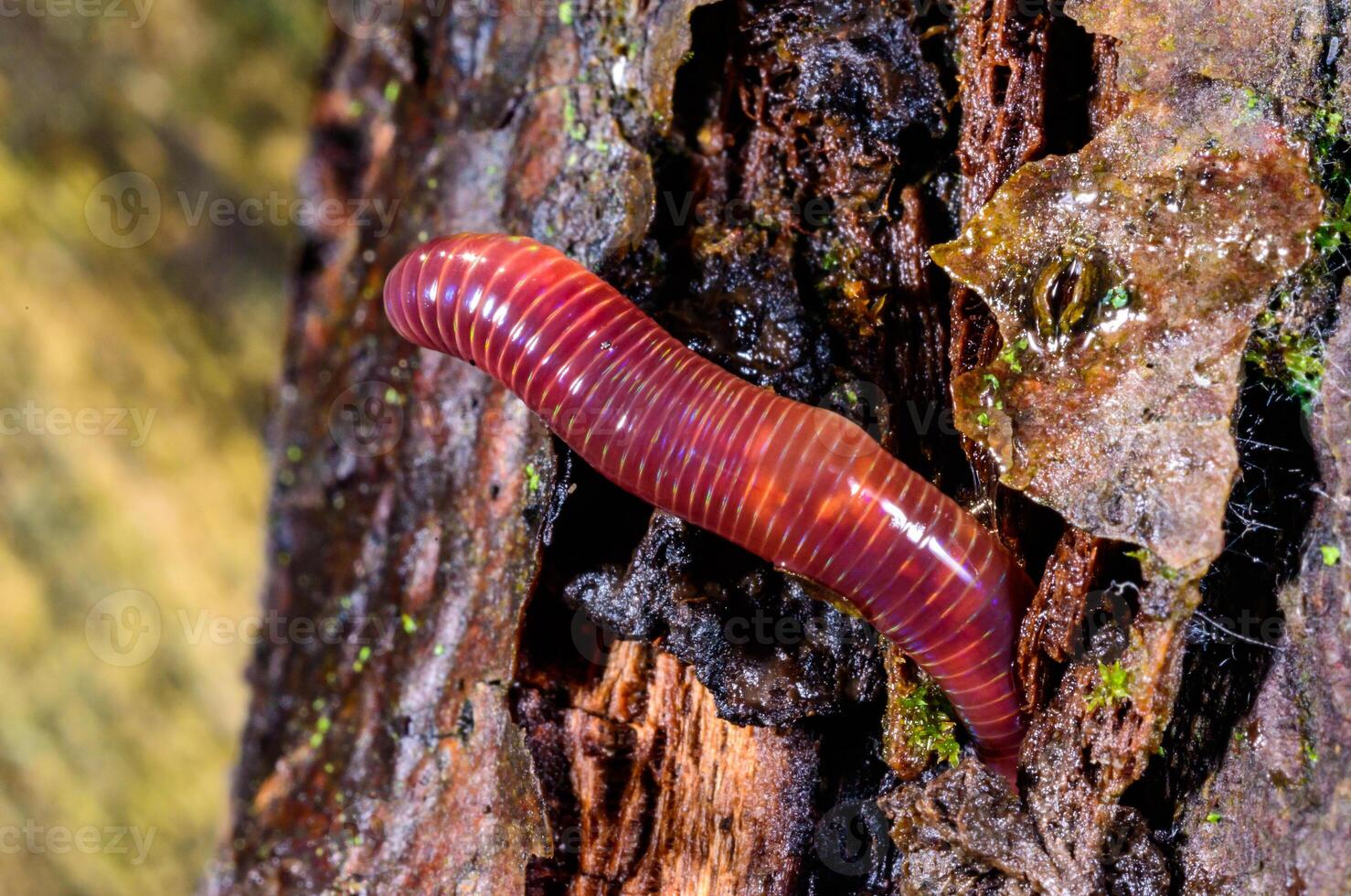 Red earthworm in a hole in the ground under the stump of an old tree. photo