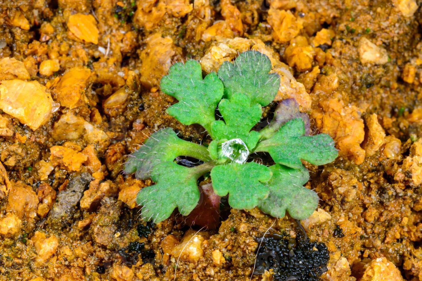 A drop of dew on the leaves of a green rosette of a young plant on stones near the Black Sea, Odessa photo