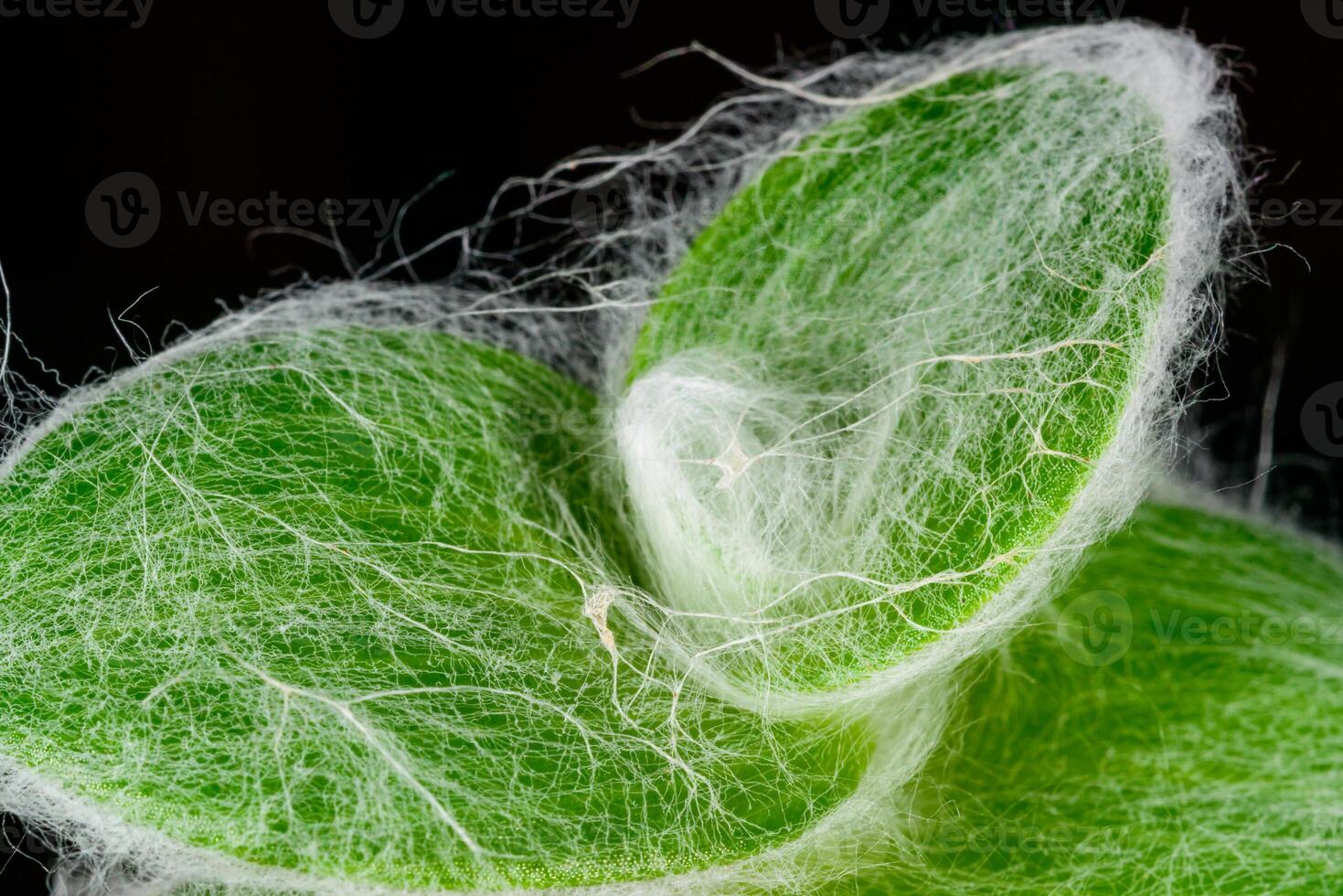 Tradescantia sillamontana, pubescent leaves on the top of a shoot of a climbing tropical plant in a botanical collection photo