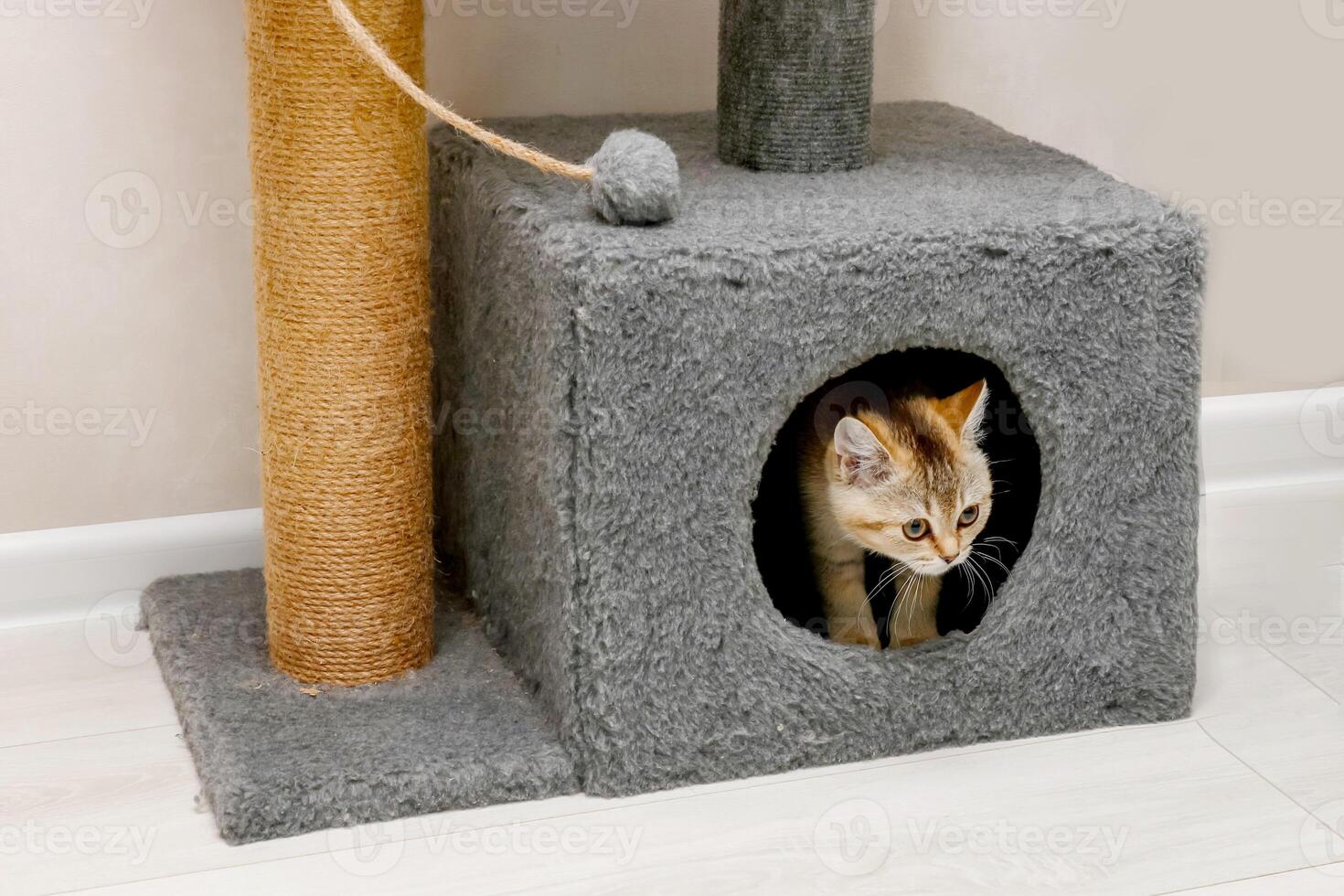 Scottish Straight kitten peeking out of his house photo