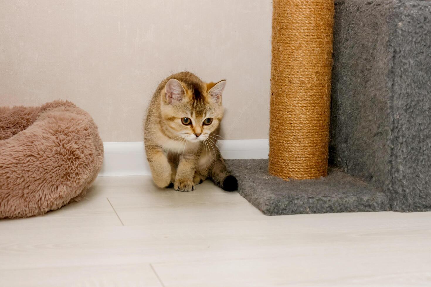 alert Scottish straight kitten next to scratching post photo