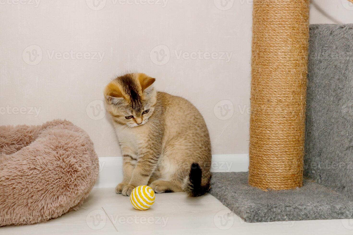 Scottish Straight kitten carefully examines his play ball photo