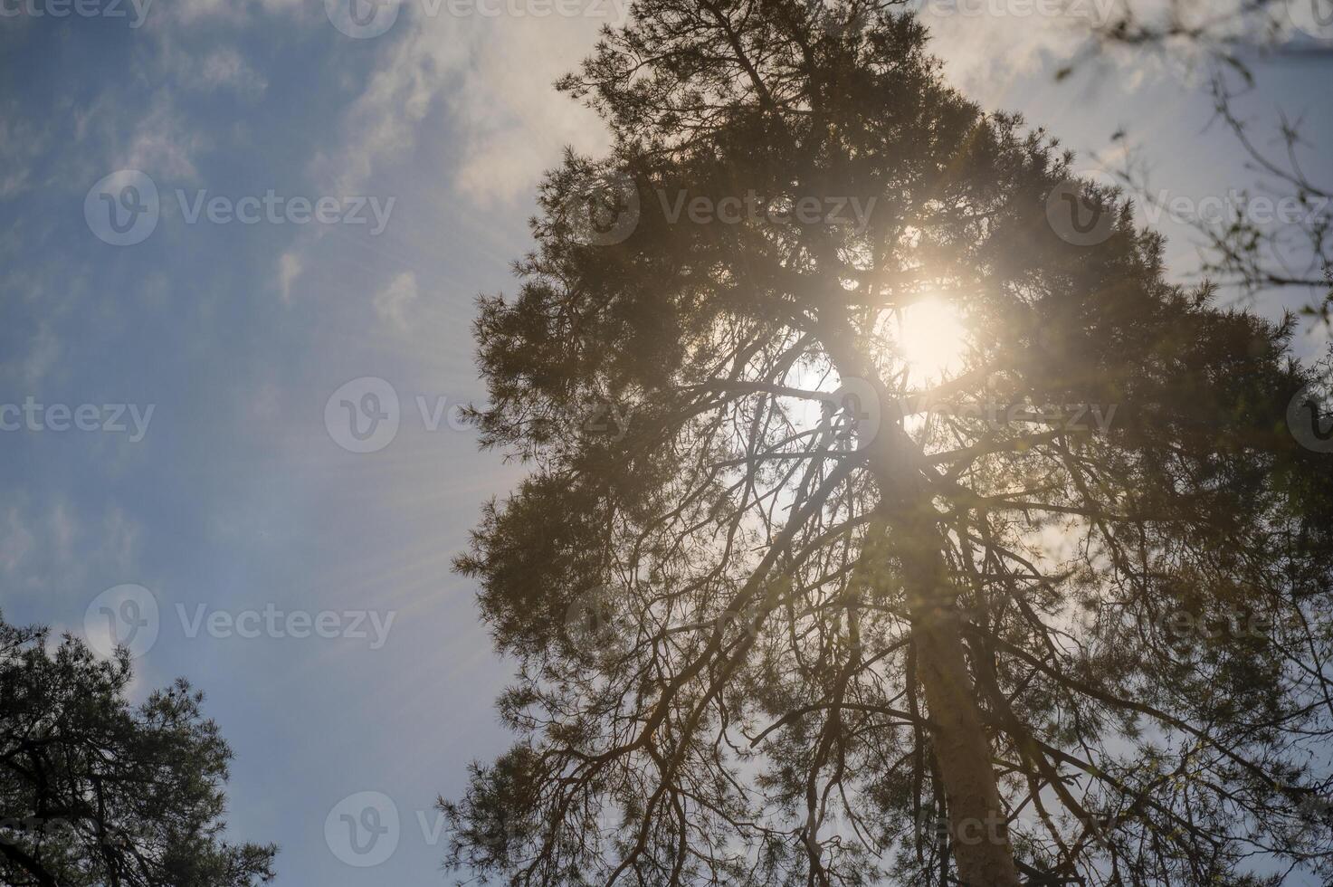 Bright sunlight breaks through the trees. View from below on a pine tree with a thick trunk. Tree branches against the background of the sky with clouds. Sunbeams pierce through dense canopy of trees photo