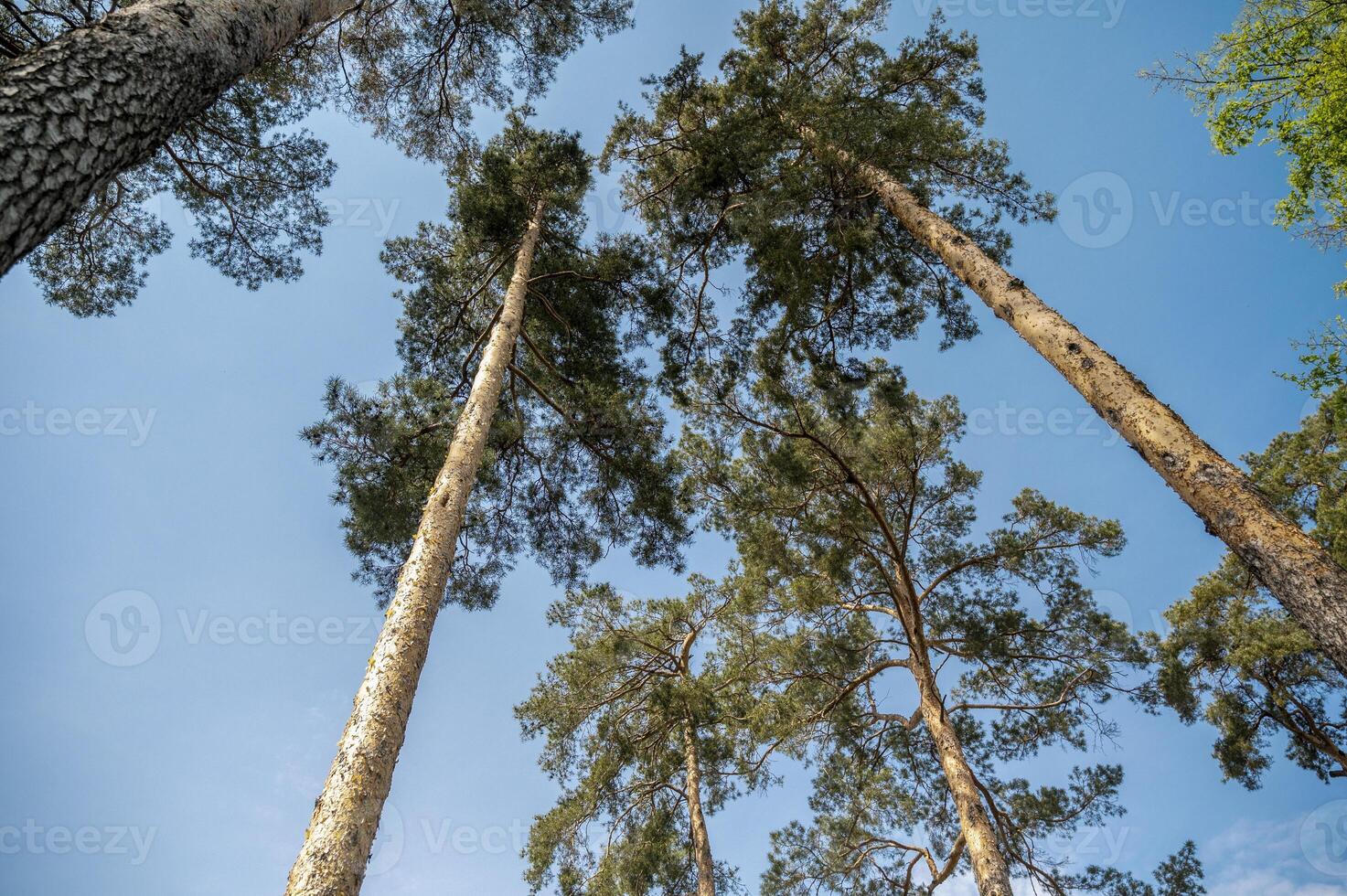 Pine trees view from below wide angle. Pine trees against clear blue sky. High quality photo
