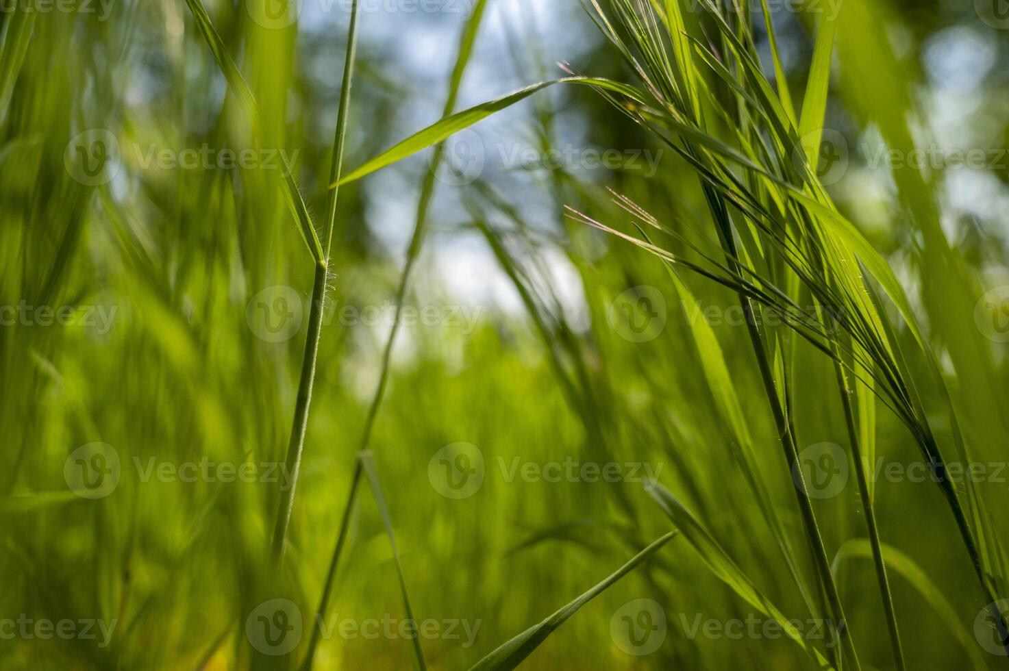 Green tall grass in the sun rays. Close-up of green tall grass against the sky, blurred background. pure green color. space for text photo