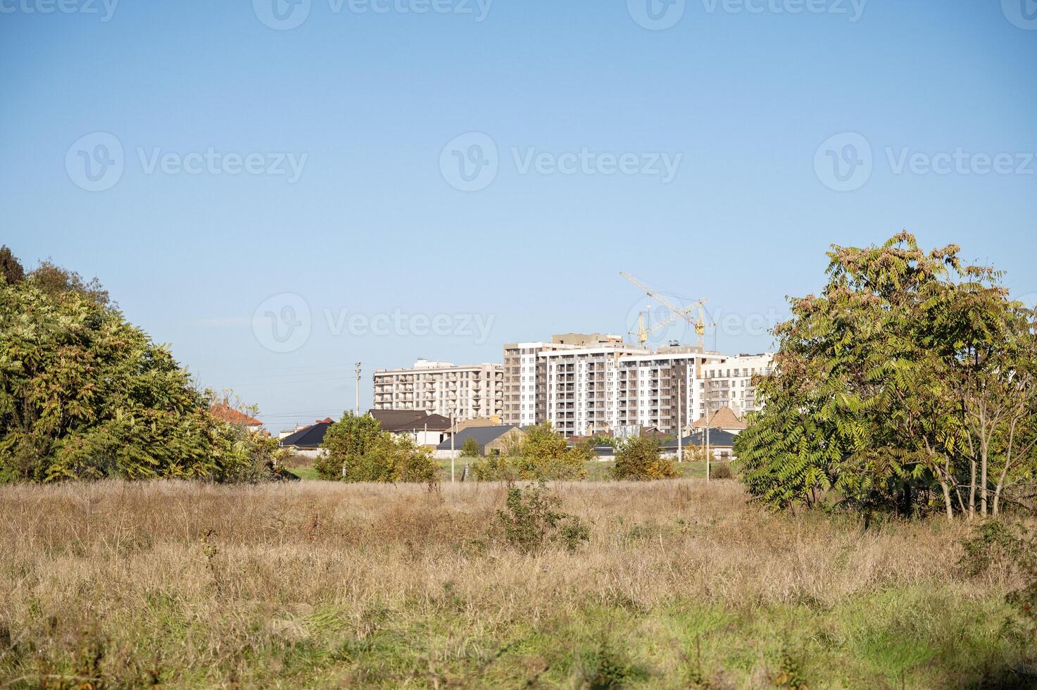A field with a tree in the middle photo