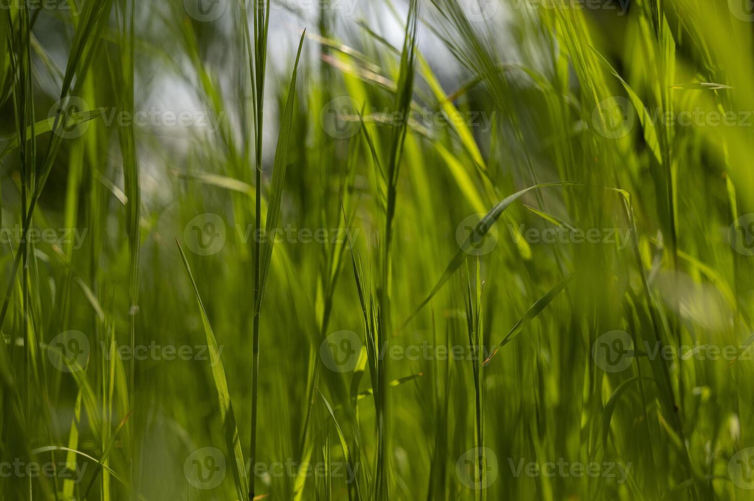 Green tall grass in the sun rays. Close-up of green tall grass and blurred background. Pure green color. High quality photo