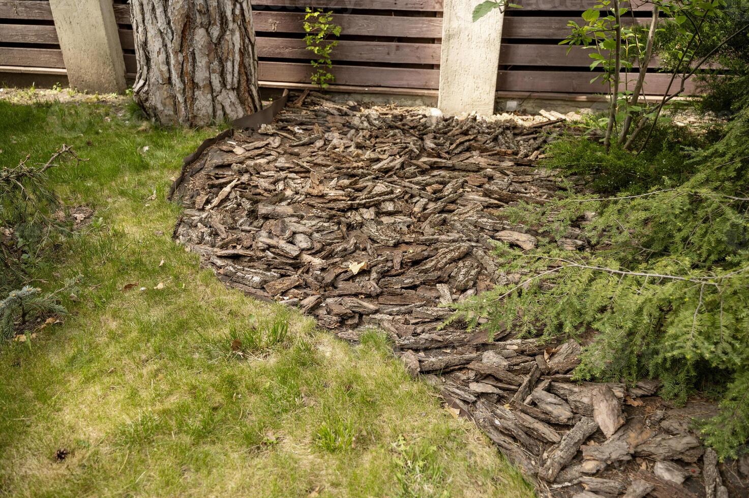 Mulching the soil surface with tree bark. Evergreen spruce grows on the ground mulched with pine bark. There is a lawn nearby. High-quality photo