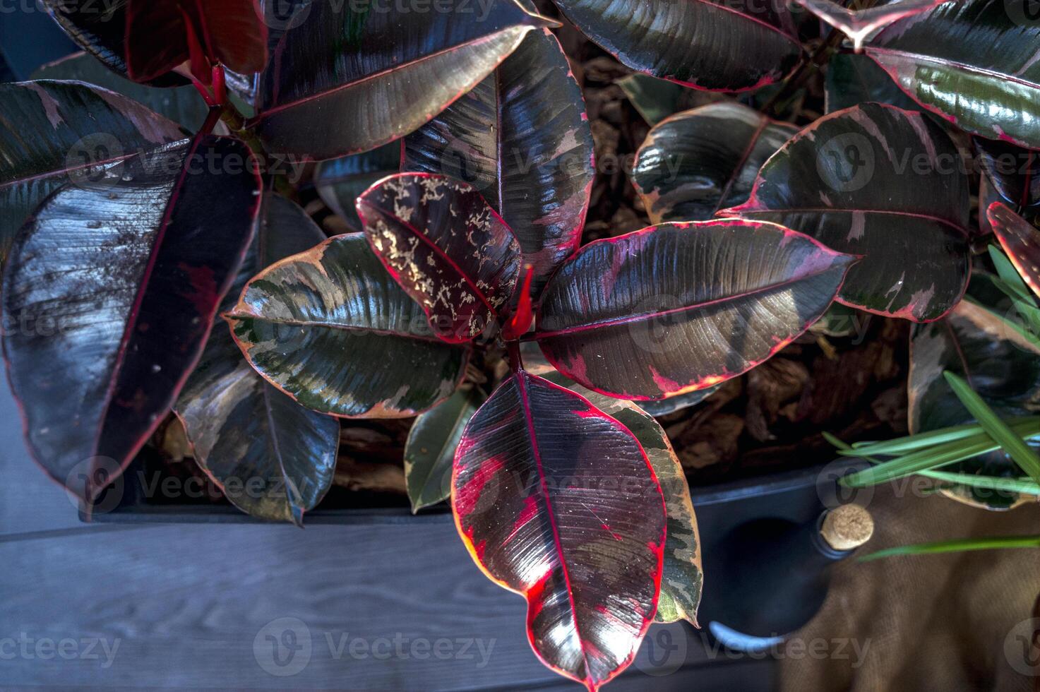 Close-up photo of a large, potted Rubber Tree , Ficus elastica, commonly known as the Rubber Fig, with large, glossy, dark green leaves tinged with red. Flowers stand on the floor, viewed from above