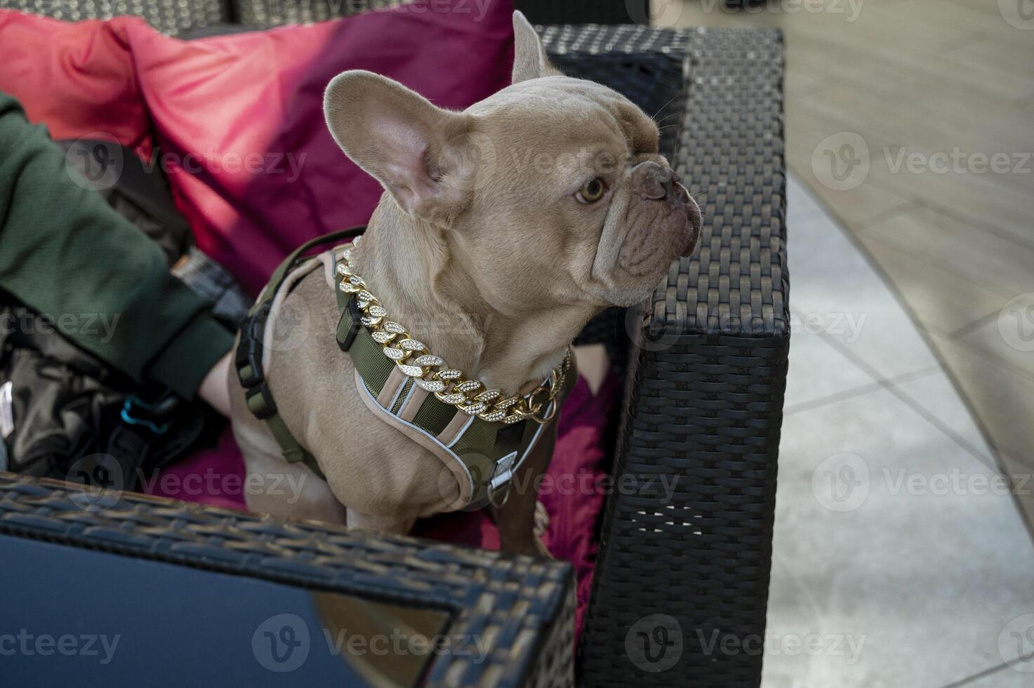 Grey french bulldog with his owner in cafe, on the street on the sofa. Only the owner's hand is visible. The dog is wearing a gold chain with stones and a modern dark green leash. A sweet moment. photo