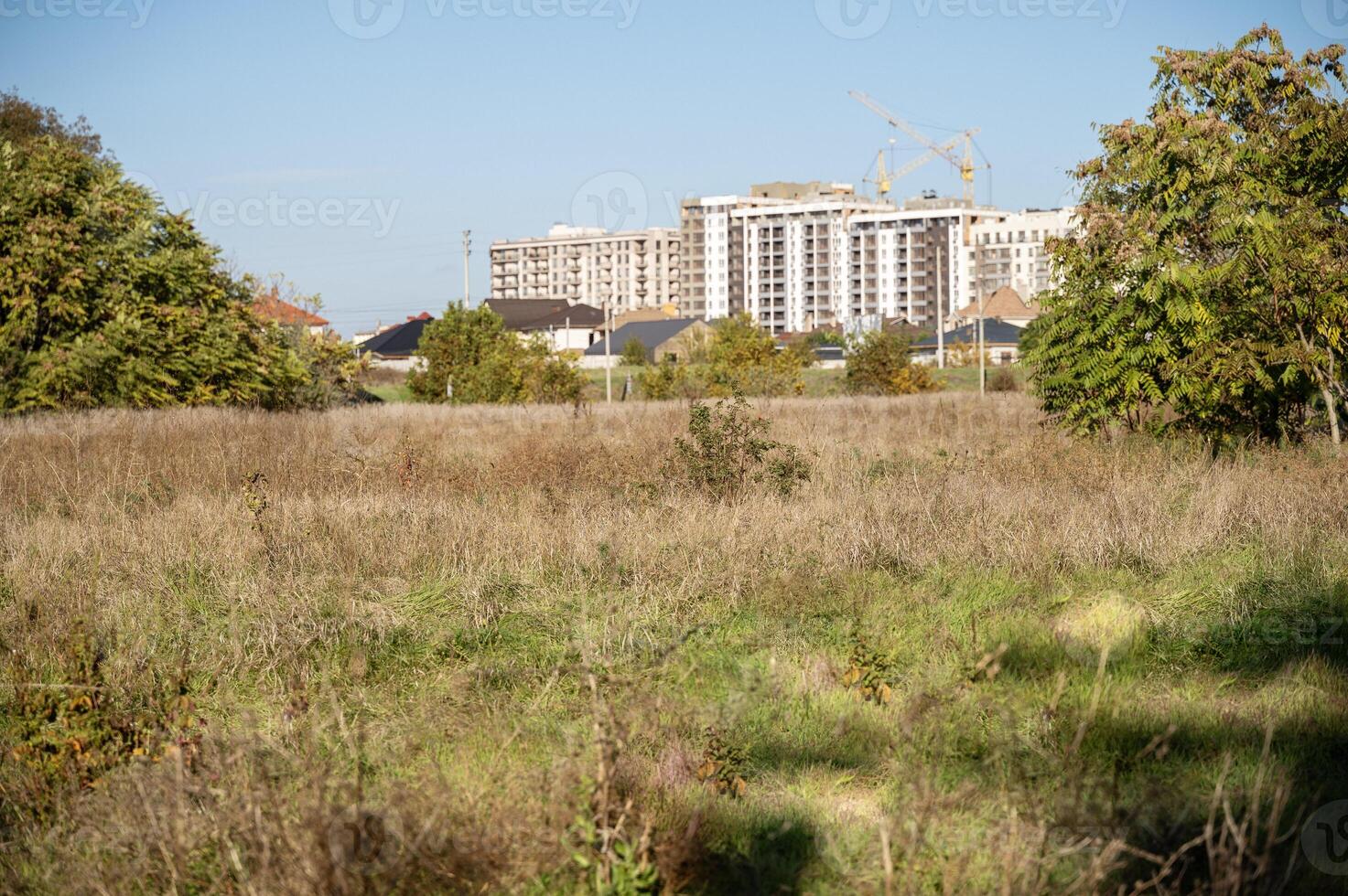 A field of tall grass photo