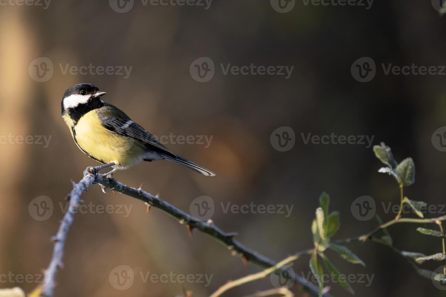 Garden bird Great tit, songbird sitting on the branch forest with beautiful nature background. Wildlife scene from nature. Space for text.Parus major photo