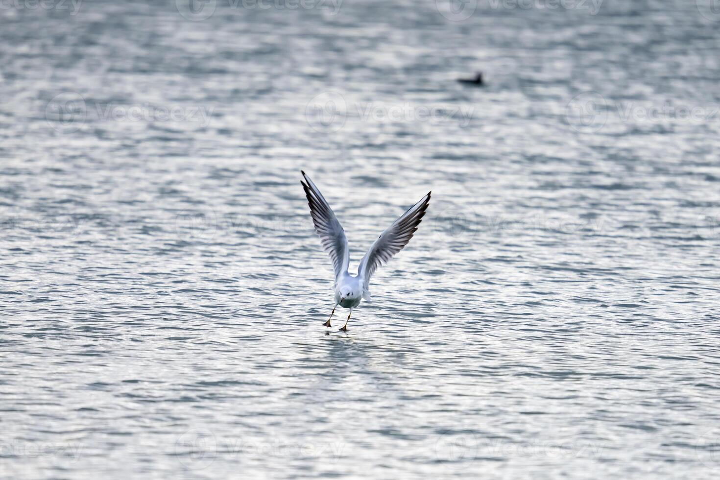 seagull flying over the water surface. photo