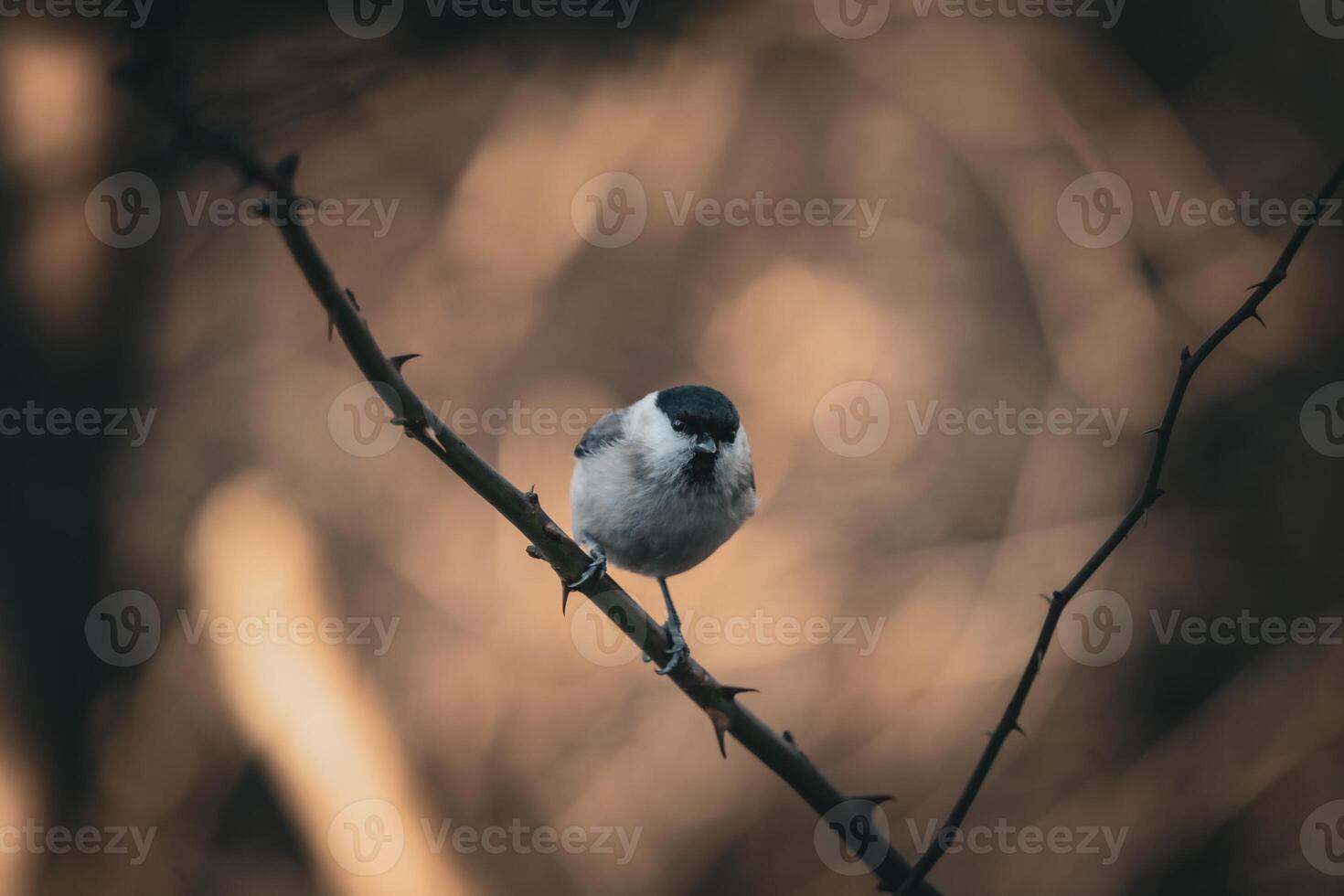 Marsh Tit, Poecile palustris in the tit family Paridae. A bird sits on a tree branch with beautiful nature background. Wildlife scene from nature. photo