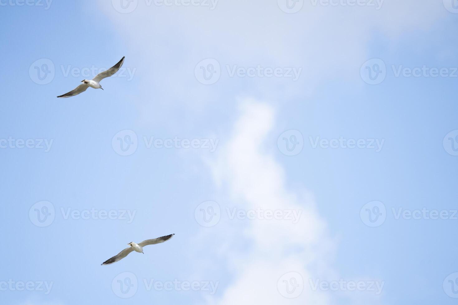 Two seagulls soaring in the blue sky. photo