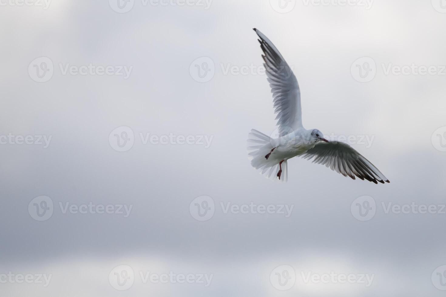 Seagull flying in the sky. Nature background photo