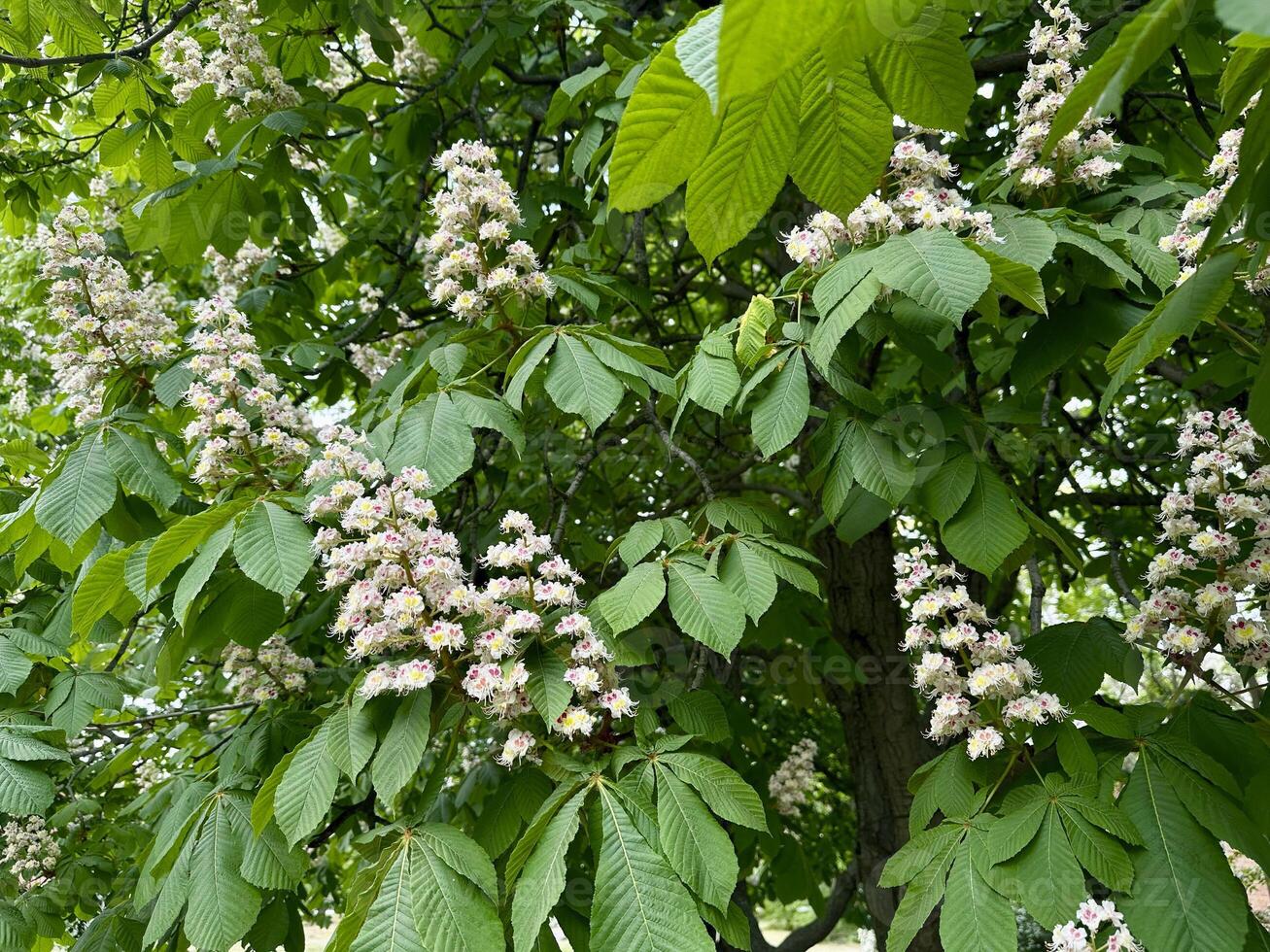 chestnut blossom near old house and river, flowers and blooming of a chestnut tree in the park. photo