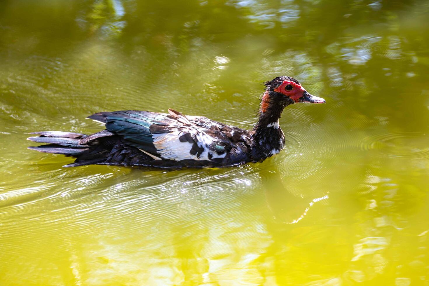 A domestic duck swimming in the calm water lake in selective focus photo