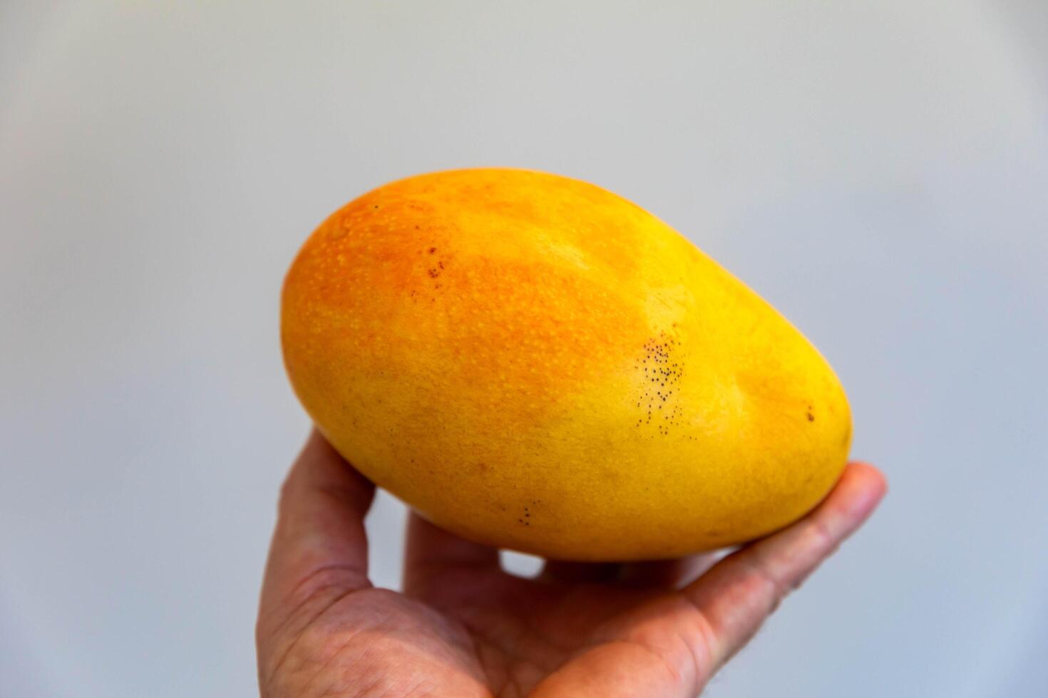 Ripe rosa mango isolated on uniform background. Brazilian fruit and food on hand photo