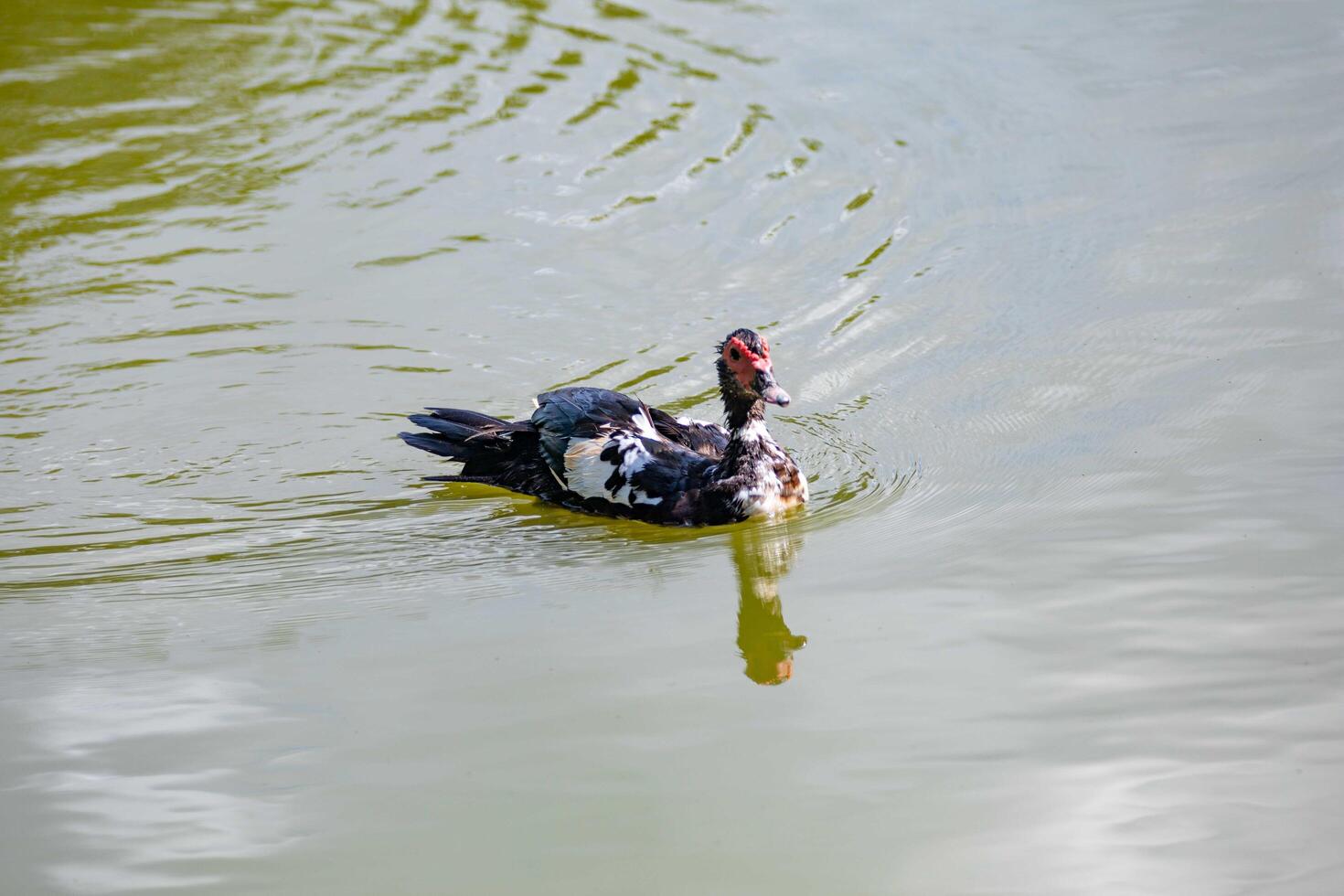A domestic duck swimming in the calm water lake in selective focus closeup photo