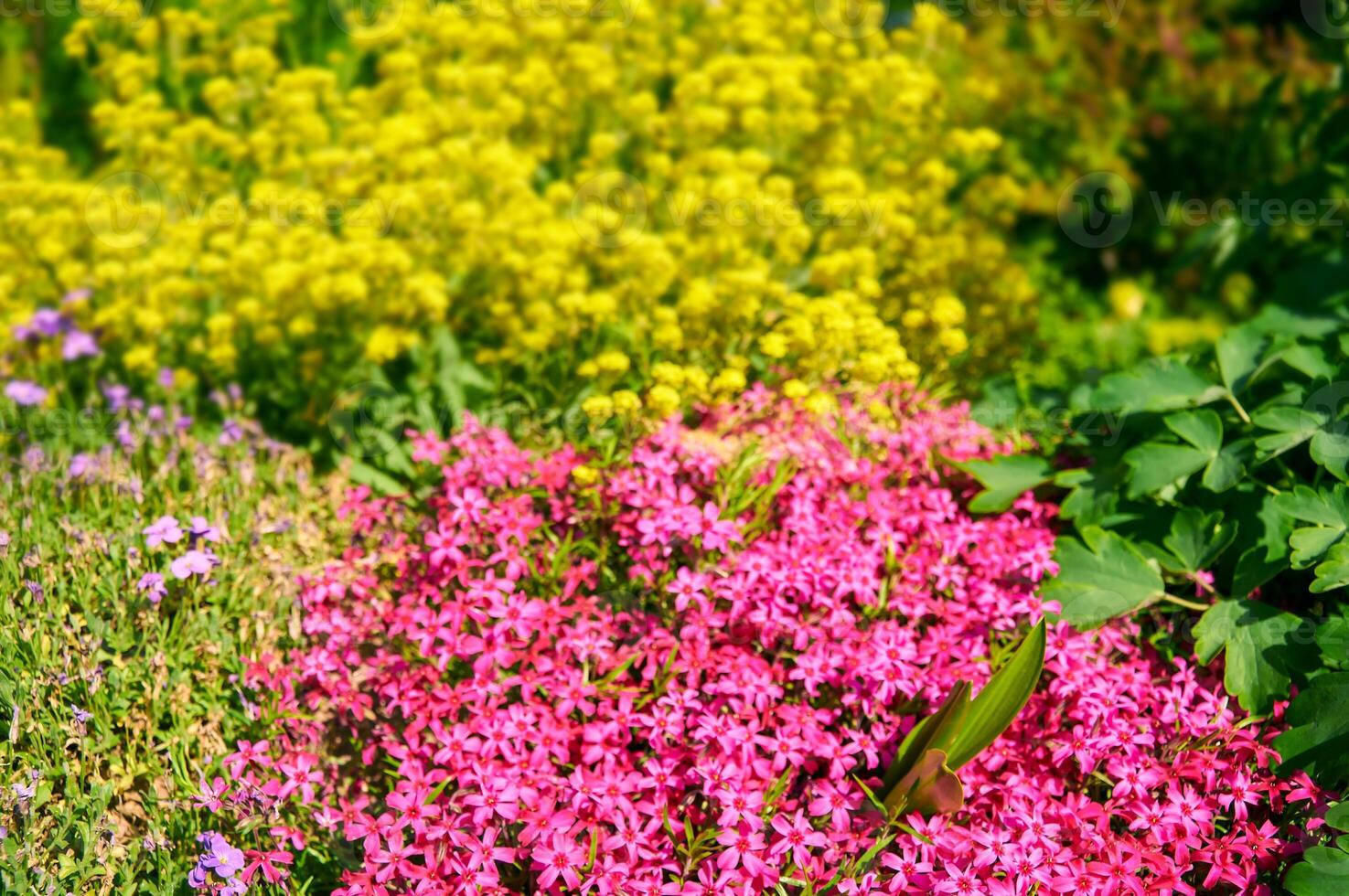Yellow and Pink Flowers in a Spring Garden photo