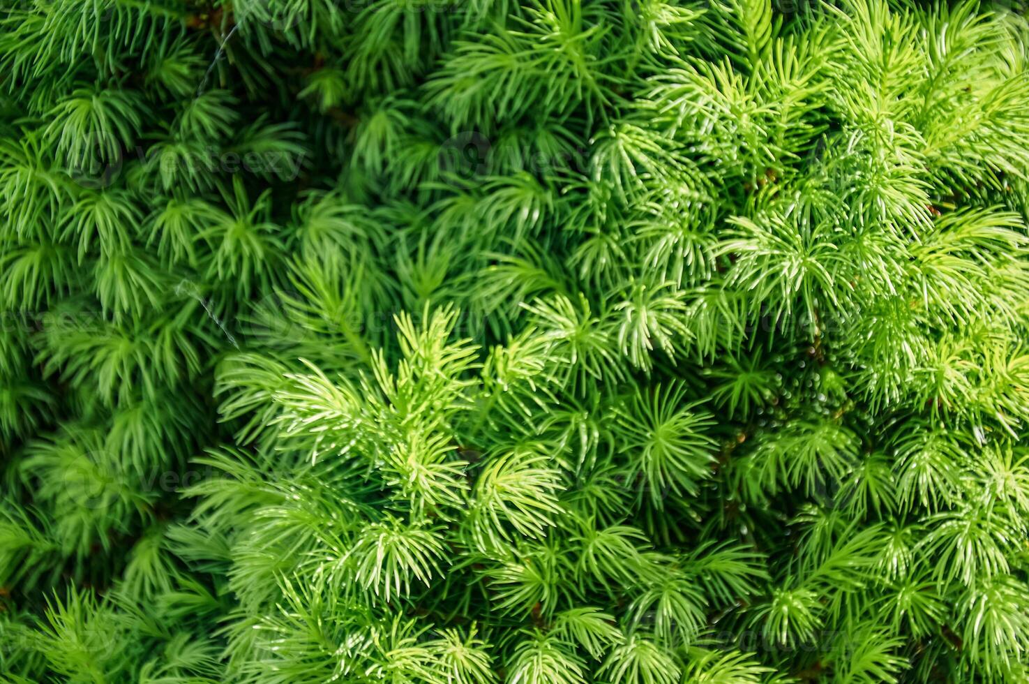 Close-up of Lush Green Conifer Needles photo