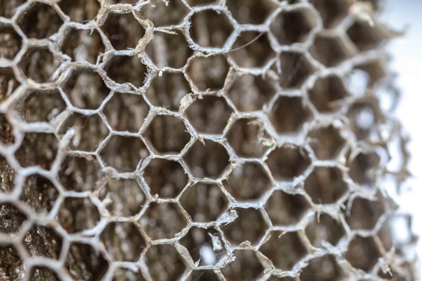 Bee Honeycomb Texture Full Screen Background photo