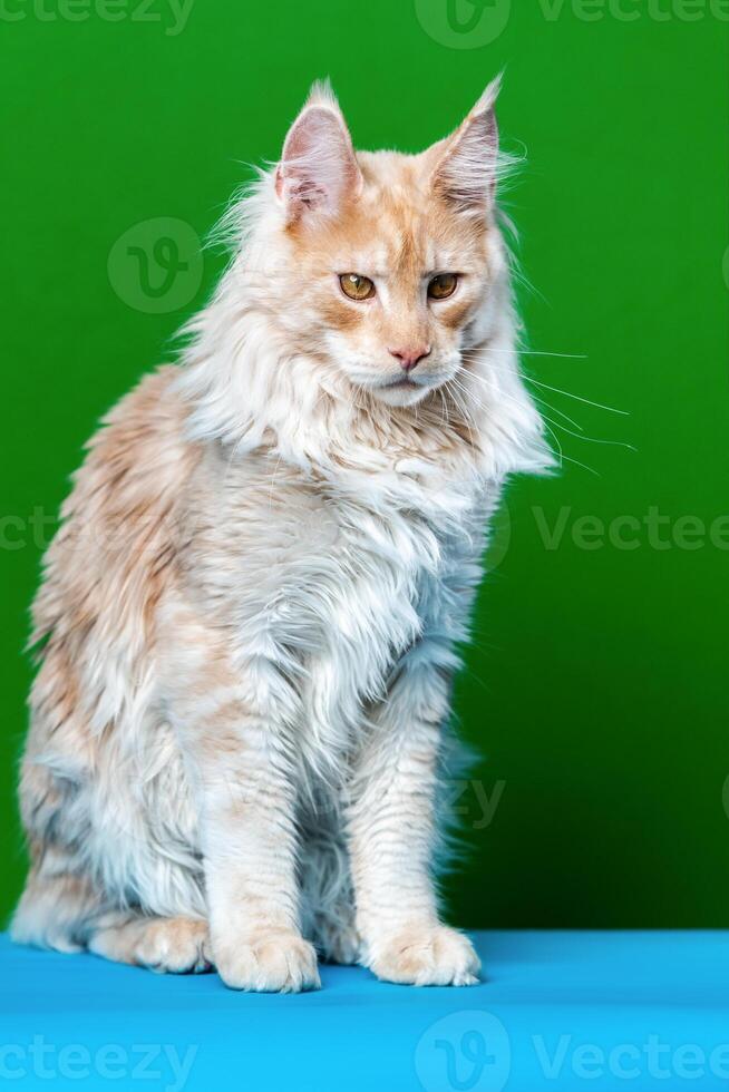 Red tabby American Cat looking at camera. Portrait of adorable Maine Cat sitting on light blue and green background. Front view, studio shot. photo