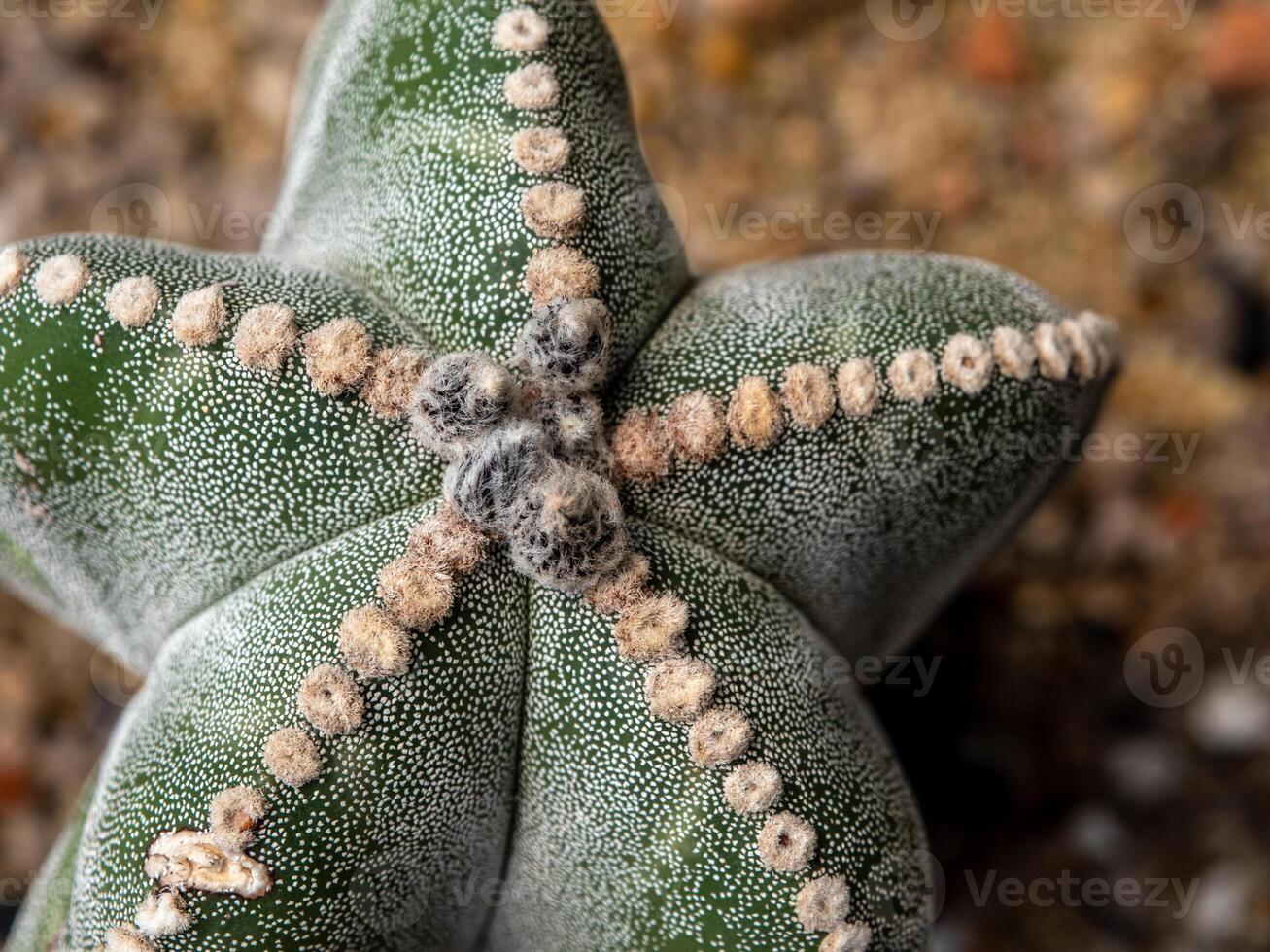The fluffy tufts and white dot on the lobe of Astrophytum Cactus photo
