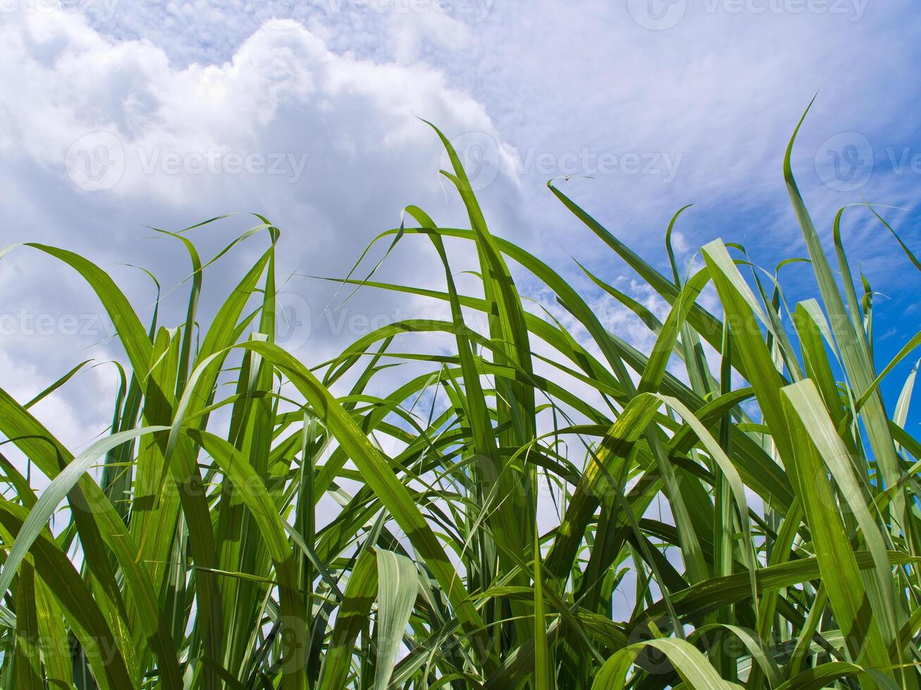 Sugarcrane blade in wind in farm photo