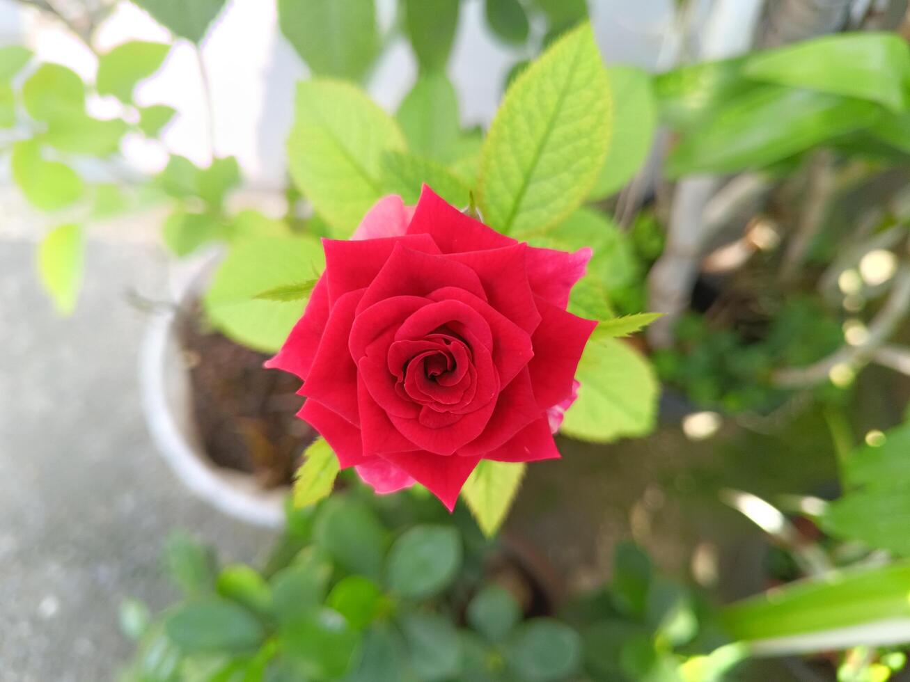 A red rose is blooming in a flower pot in the garden in the morning. photo