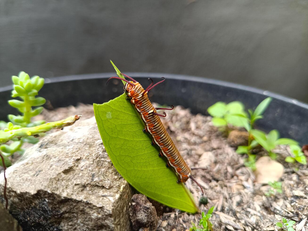 Photo of a black and orange striped caterpillar pest eating a banyan leaf in a pot in the yard.