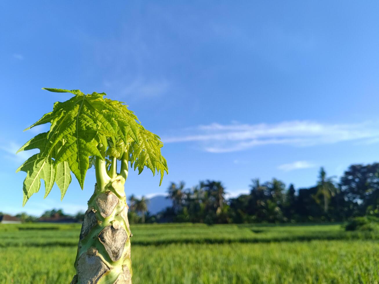 Bright green young papaya leaf shoots grow from the trunk of a papaya tree, with a backdrop of green rice fields and a bright blue sky. Photo taken in Tabanan, Bali during the day.