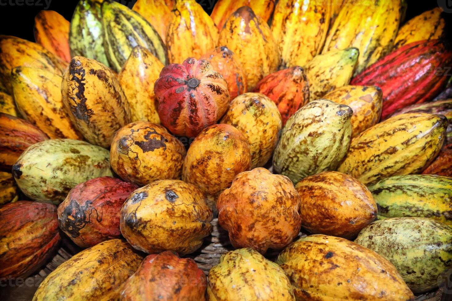 cocoa, a tropical fruit from which chocolate is made photo