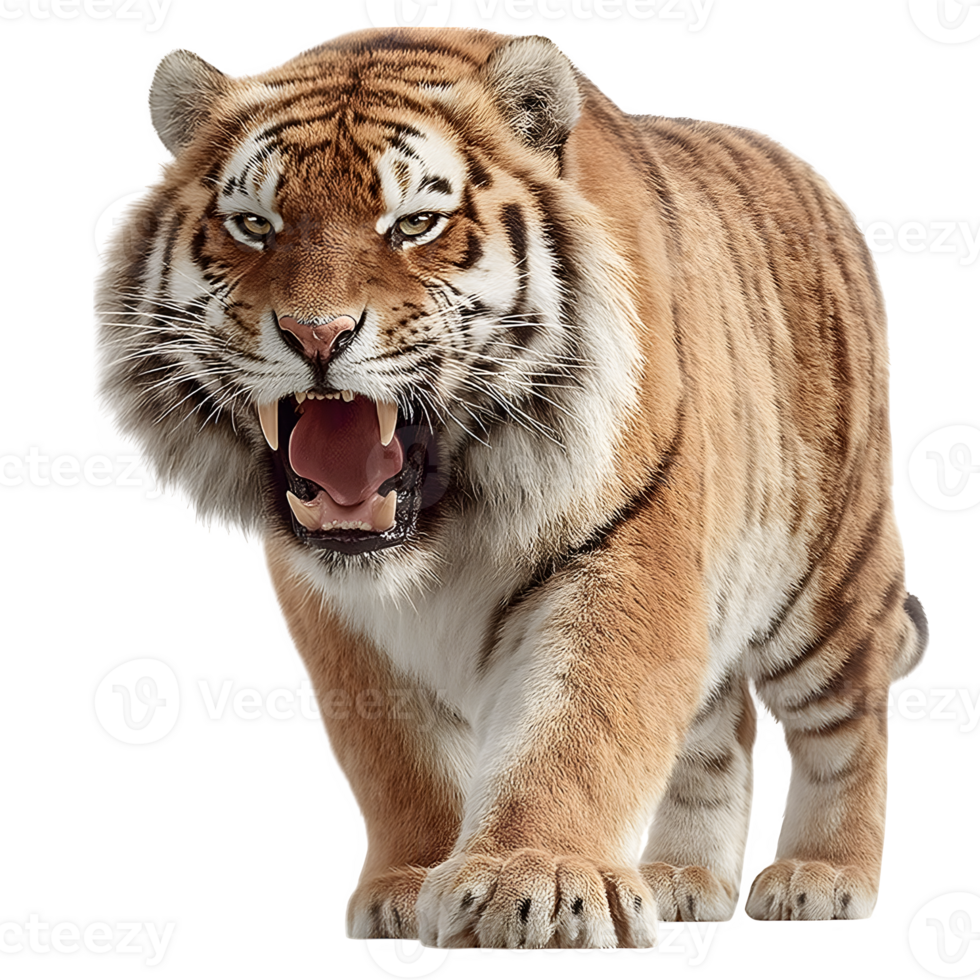 A tiger is walking with its mouth open png