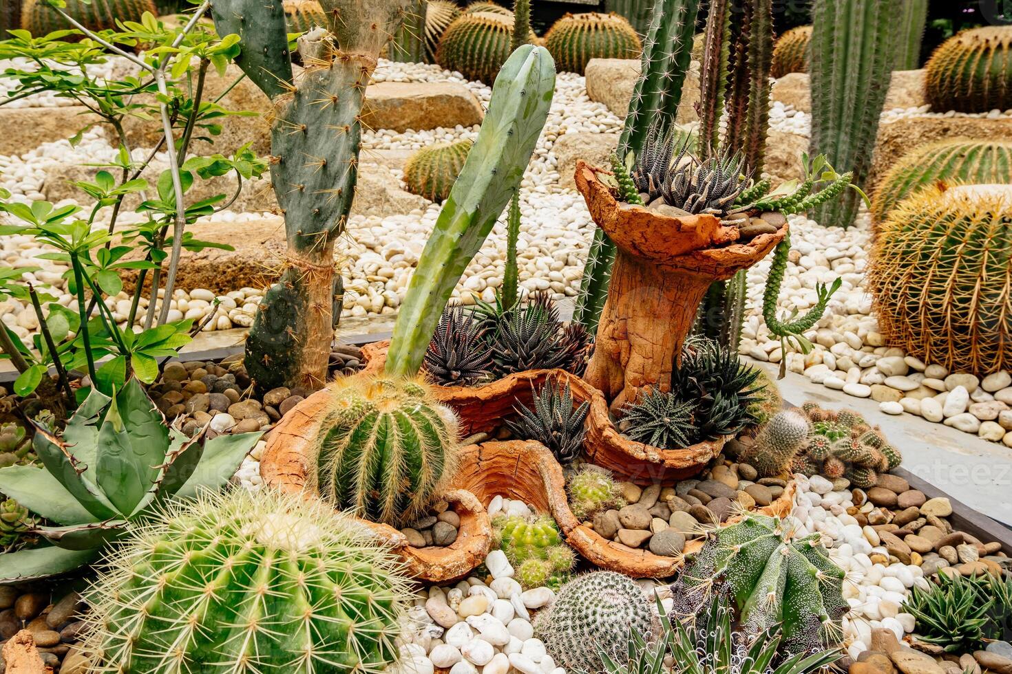 Cactus garden with a large cactus in the middle photo