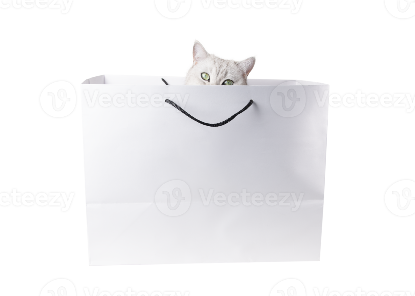 Silver scottish straight cat with green eyes looks out curiously from white cardboard shopping bag with black rope handles isolated on white background,creating adorable and playful scene, png