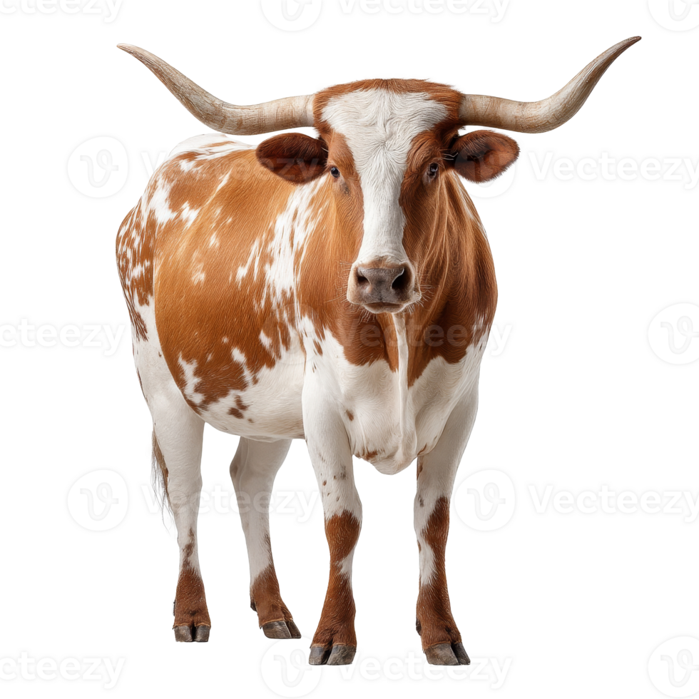 Texas longhorn cow poses elegantly against transparent background, showcasing its unique features and proud stature png
