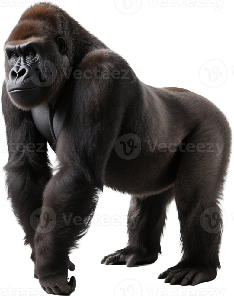 A strong gorilla confidently walks toward the camera showcasing dominance against 100 men png