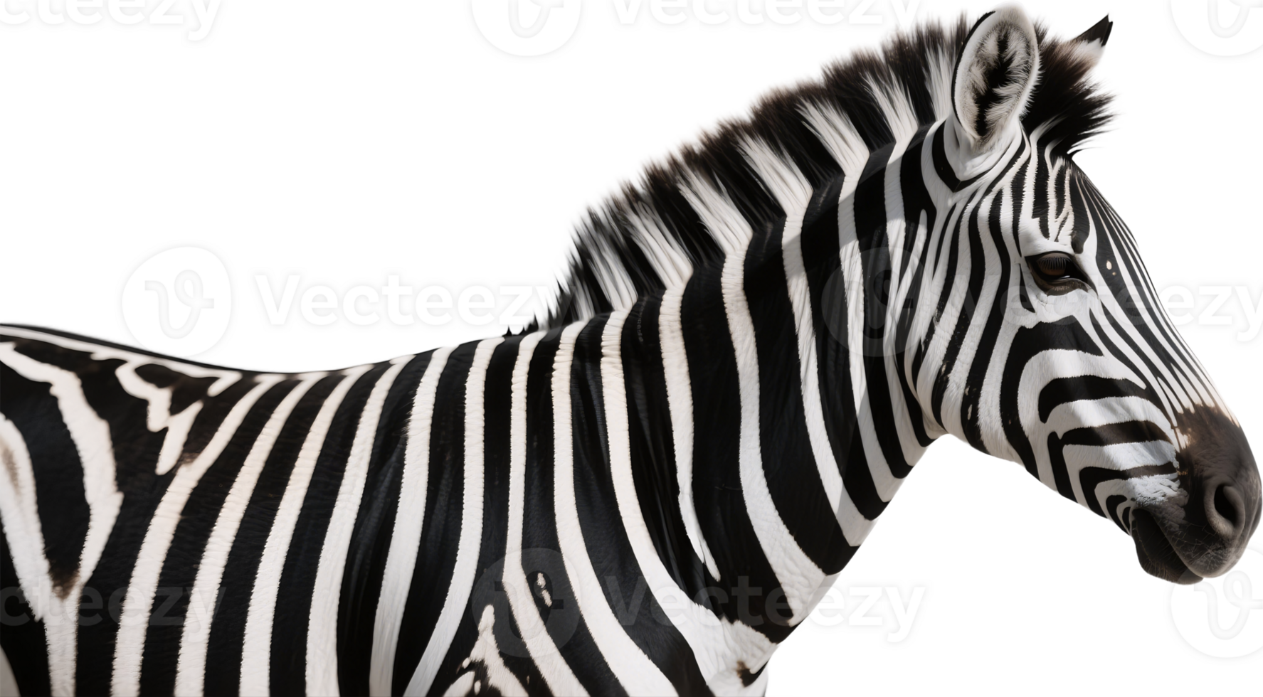 A zebras face captured in sharp detail with bold black and white stripes standing out png