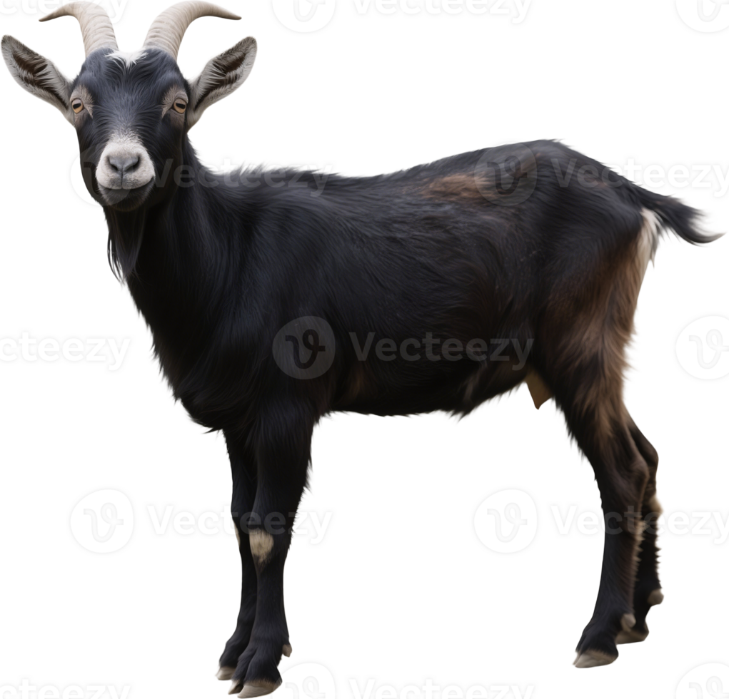 A black goat in side view with a short beard sharp eyes and curved horns standing calmly png