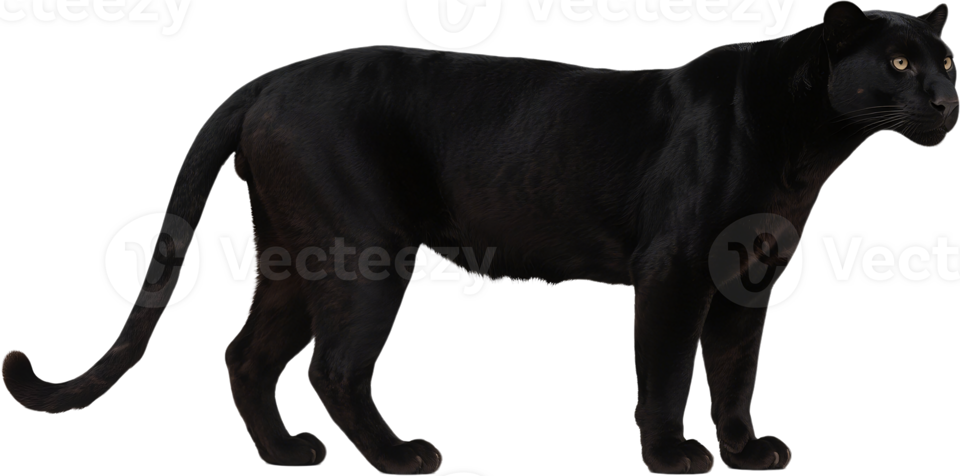 A black panther side view showing off its muscular body and sleek black fur png